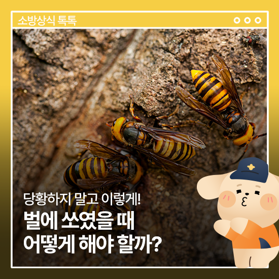 벌 쏘임 응급처치